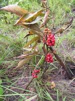 Image result for Ampelocissus obtusata