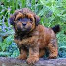 Yorkie Poo Puppies For Sale • Adopt Your Puppy Today ...