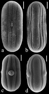 Image result for Anisotes