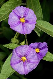 Image result for Lycianthes rantonnetii
