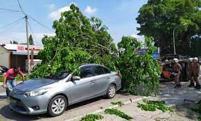 Claim kereta hempap pokok cuaca baik. Pengsan Kereta Dihempap Pokok Tumbang