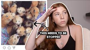 Syrian hamsters are the largest species of hamster that you can buy as a pet. The Largest Hamster European Hamster Youtube