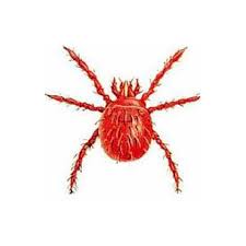 Image result for Trombicula autumnalis