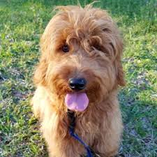 Our primary concern is weeding out potential puppy mills or backyard breeders who … Toy And Miniature Goldendoodles Puppies Forever Snuggly Goldendoodles
