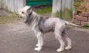Seeing a dog lose his or her hair can be disconcerting to witness. Dog Baldness And Hair Loss Denver Hair Restoration