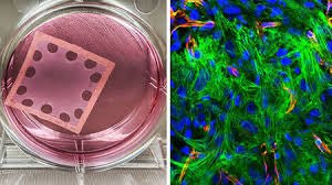 Check spelling or type a new query. Lab Grown Patch Of Heart Muscle And Other Cells Could Fix Ailing Hearts Science Aaas