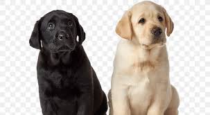 Gradually, the public began to demand more chocolate retriever puppies, and gradually breeders began to produce them. Labrador Retriever Puppy Dog Breed Golden Retriever Companion Dog Png 600x450px Labrador Retriever Breed Carnivoran Christmas