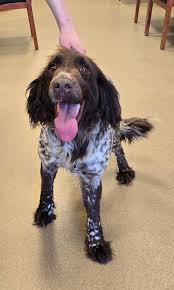 Found near Harris Road in Ferndale. She is the sweetest girl so I'm  thinking she belongs to someone. My father heard her crying outside of his  factory and of course he felt