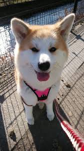朝んぽ 良い気持ちだった akita dog japanese akita bear hunting dog