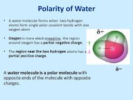 We did not find results for: The Polarity Of Water Mastering Biology Quiz