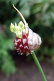 Check spelling or type a new query. Wild Garlic Vs Wild Onion Integrated Pest Management