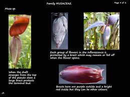 Image result for Musaceae