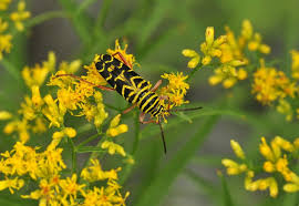 Image result for Mellera lobulata