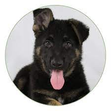 We have been registered breeders for over 25 years and have imported numerous dogs into the country to expand the working dog gene pool. Bernese Mountain Dogs German Shepherd Dogs Rustic Mountain Puppies