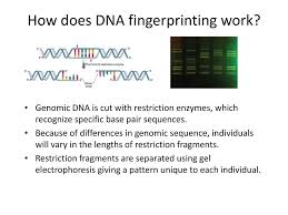 Each person's genetic fingerprint is a dna paternity test compares a dna sample from an alleged father and a dna sample from a child dna analysis of this key piece of evidence excluded kerry porter as a contributor to the genetic material identified on the duct tape. Dna Fingerprinting Minilab Ppt Download