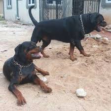 Pure breed rottweiler cross with pure breed boerboel pups for sale. Rottweiler Pedigree Puppies Boerboel Pets Nigeria