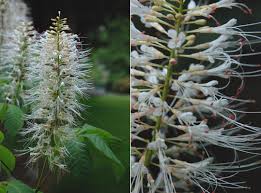 Image result for Hippocratea parviflora