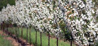 Crabapple Comparison Chart Knowledgebase Johnsons Nursery