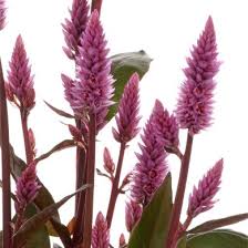Image result for Celosia pandurata