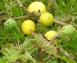 Image result for Solanum viarum