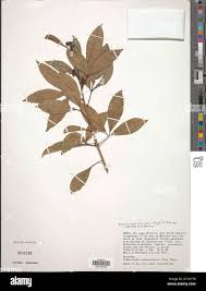 Image result for Toddaliopsis