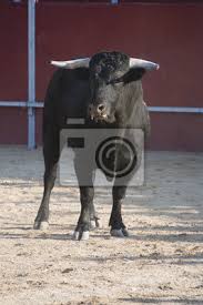 D'aucuns craignaient qu'en passant sous la coupe d'audi, lamborghini ne perde son âme. Taureau De Combat Peintures Murales Tableaux Courses De Taureaux Barbare Torero Myloview Fr