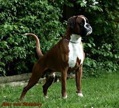 So be prepared to deal with puppy. Havenwoods Boxers Top Quality Akc German And American Boxers Based In Central Ohio Show Quality Working G Boxer Puppies Boxer Dogs Funny Black Boxer Puppies