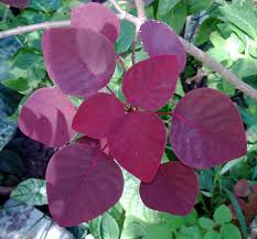 Image result for Euphorbia cotinifolia