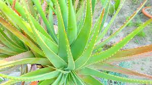 Image result for Aloe bukobana