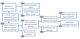 Kunci determinasi merupakan sebuah alat yang digunakan untuk mengidentifikasi suatu makhluk hidup yang belum diketahui. October 2017 Mikirbae Com