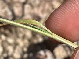 Image result for Enneapogon desvauxii