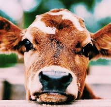 Pinterest Kristinabadley Instagram Kristina Badley Cute Animal Photos Cute Baby Animals Cute Animals