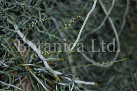 Image result for Microcoelia globulosa