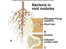 Kacang soya berbentuk bulat, berwarna kuning ke hijau kekuningan. Bintil Bintil Akar Pada Tanaman Kacang Kacangan Adalah Salah Satu Contoh Simbiosis Antara Tanaman Brainly Co Id