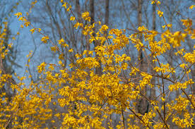 X intermedia is a cross. Forsythia Plant Care Growing Guide