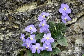 Image result for Justicia asystasioides