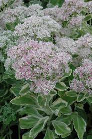Discover 21 perennial flowers that bloom all summer. 8 Perennial Flowers Morning Sun Afternoon Shade Ideas Perennials Plants Flowers