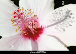 Image result for Hibiscus malacospermus