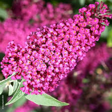 Buddleja Davidii, arbre aux papillons