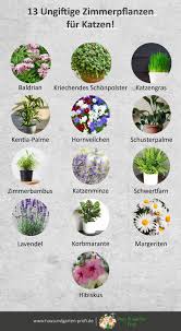 13 Ungiftige Zimmerpflanzen Fur Katzen Ungiftige Zimmerpflanzen Fur Katzen Ungiftige Zimmerpflanzen Pflanzen