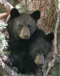 Bear Photos From Nw Colorado Photo Gallery By Hilkey 39 S Outdoor Bear Photos Teddy Bear Cartoon