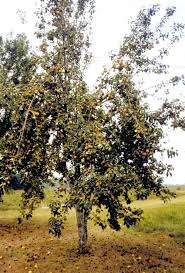 Do Pear Trees Need To Cross Pollinate Funsabiam Com Co