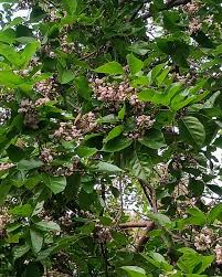 Image result for Millettia pinnata
