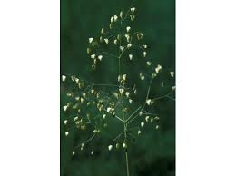 Image result for Briza minor