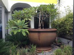 Beautiful Garden With Frangipani Ideas Beautiful Gardens Garden Pots Garden Inspiration