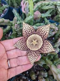 Image result for Orbea paradoxa