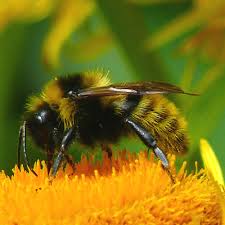 Image result for Bombus campestris