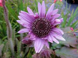 Image result for Berkheya speciosa