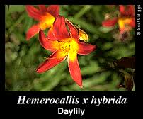 Image result for Liliaceae