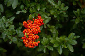 Image result for Cotoneaster franchetii